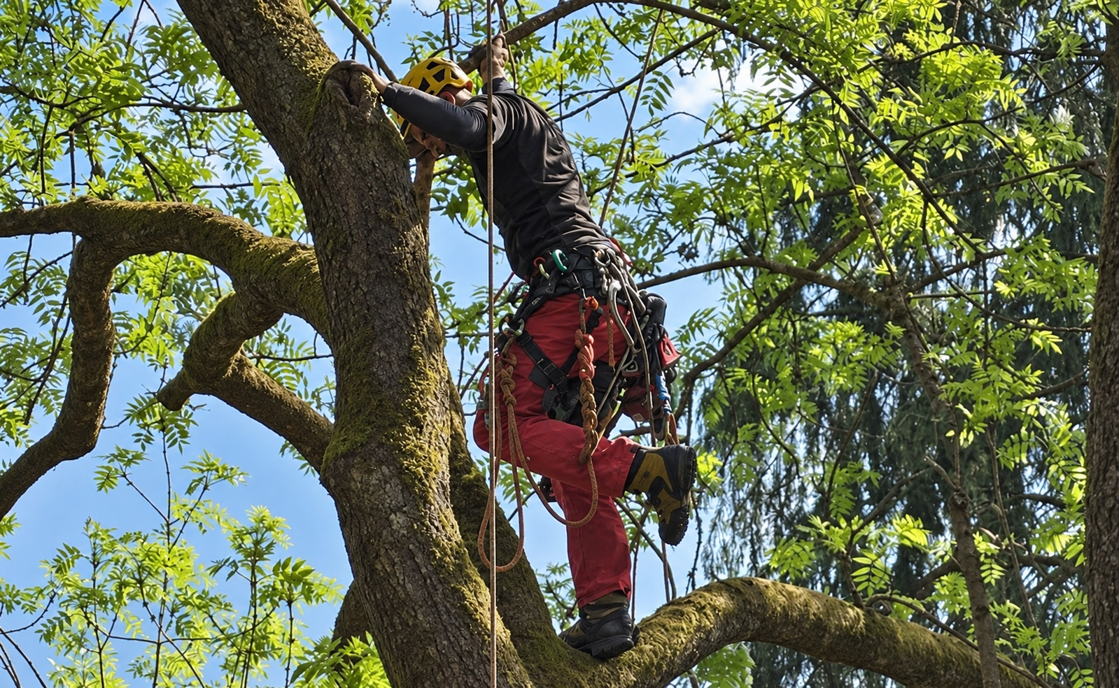 Baumpflege Klinge – Fachbetrieb für Baumpflege in Marburg